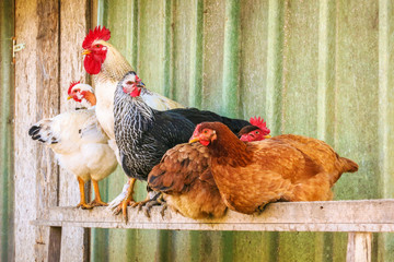 a rooster with some hens