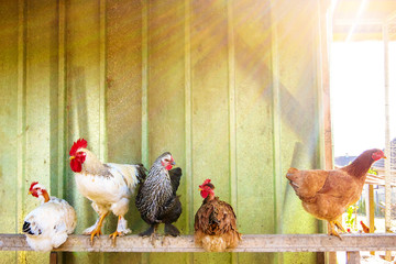 a rooster with some hens