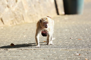 Fototapeta premium singe ile maurice