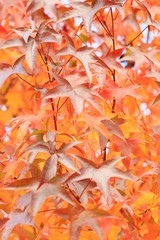 Fall leaves, maple tree, vertical