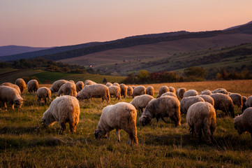 a flock of sheep at sunset on the hills of Romania