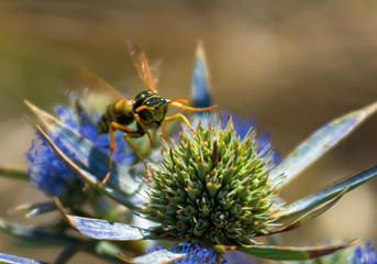 Wespe Landet auf Blume