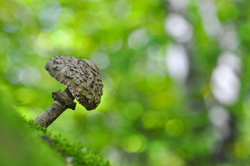 Parasol Mushroom, macrolepiota procera, in the forest. Magic background with mushroom in green forest