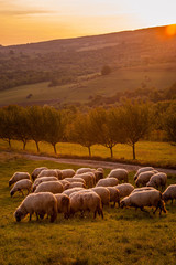 Fototapeta premium a flock of sheep at sunset on the hills of Romania