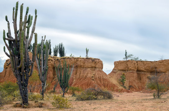 Amazing nature including big green cactus of Tatacoa dry tropical forest