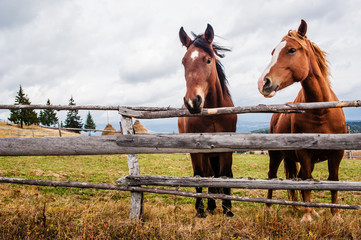 horses behind thefence