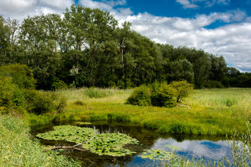 Landschaft mit Teich in den Donau Auen in Österreich