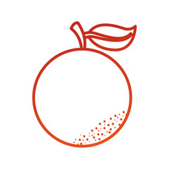 orange citrus fresh fruit vitamin nutrition