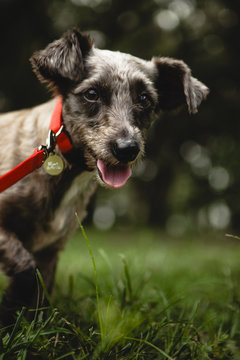 Portrait of Terrier