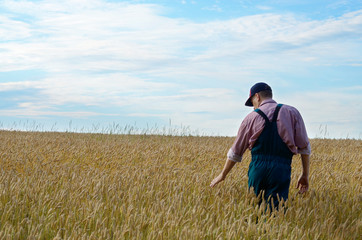 Naklejka na ściany i meble Farmer inspecting wheat field