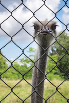 Ostrich behind a fence stares at the viewer
