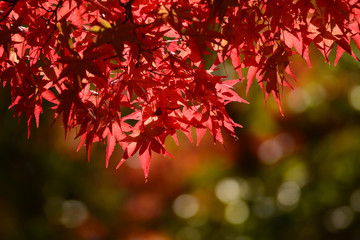 紅葉