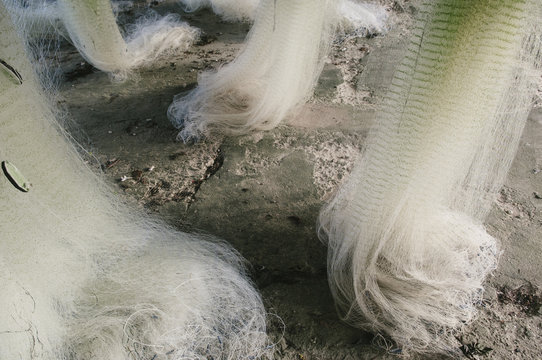 Fishing nets hanging up, Samoa.