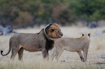 Löwen Begegnung, Etosha Nationalpark, Namibia, (Panthera leo)