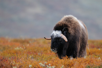 Moschosochse im Herbst, Dovrefjell, Norwegen, (Ovibos moschatus)