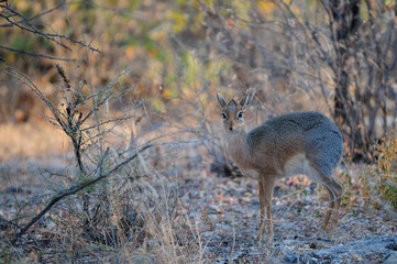 Damara Dikdik steht im Dickicht, Etosha Nationalpark, Namibia