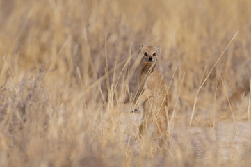 Fuchsmanguste sichert die Umgebung, Etosha Nationalpark, Namibia