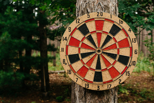 Dartboard attached to a pine tree in a forest