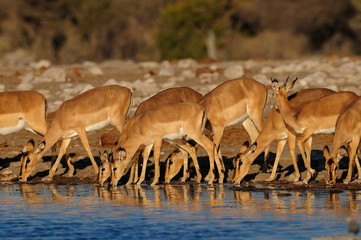 Schwarznasen Impala Herde beim trinken, Etosha Nationalpark, Namibia,