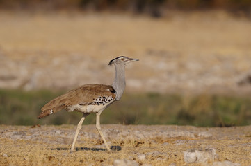 Riesentrappe, Etosha Nationalpark, Namibia