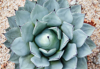 Overhead view of a spiky green cactus