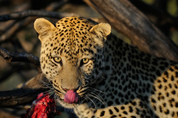 Leopard liegt mit Beute im Baum, Namibia