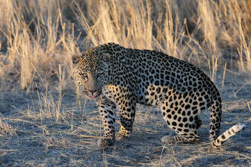 Leopard schaut neugierig, Namibia