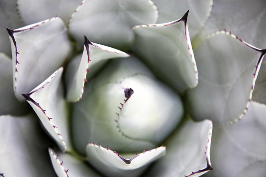 Overhead view of a spiky green cactus