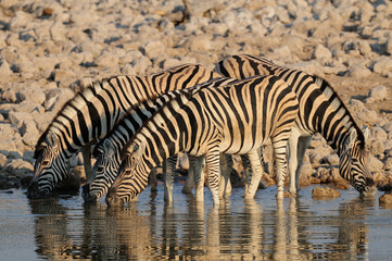 Obraz na płótnie Canvas Steppen Zebras am Wasserloch, Burchell's Zebra, Etosha Nationalpark, Namibia, (Equus burchelli)