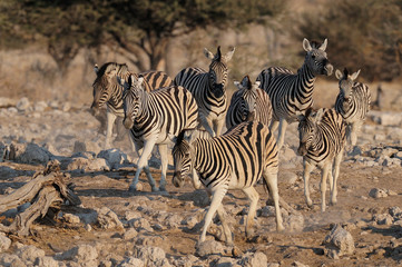 Obraz na płótnie Canvas Steppen Zebras laufen, Burchell's Zebra, Etosha Nationalpark, Namibia, (Equus burchelli)
