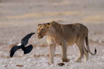 Löwin mit Schildrabe, Etosha Nationalpark, Namibia, (Panthera leo)