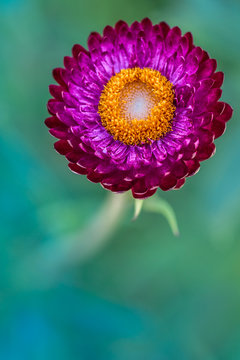 Strawflowers