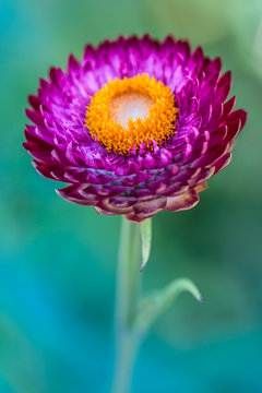 Strawflowers