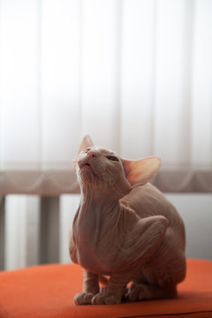 Portrait of a bald cat. Sphinx.