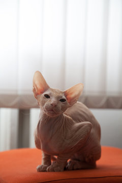Portrait of a bald cat. Sphinx.