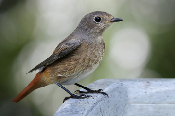 Hausrotschwanz (Phoenicurus ochruros) steht am Vogelbad