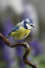 Blaumeise (Cyanistes caeruleus) sitzt auf einem Ast