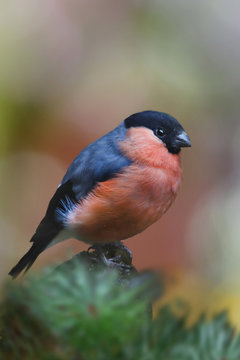 Gimpel (Pyrrhula pyrrhula), Dompfaff, Blutfink