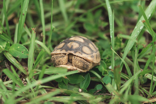 A Gopher Tortoise Hiding In His Shell