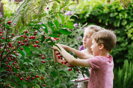 Children harvesting Morello cherries from tree