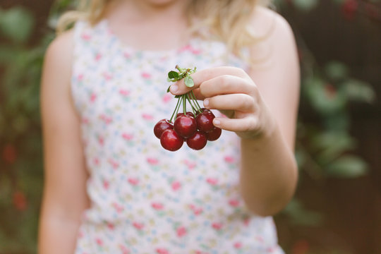 Anonymous girl holding a bunch of cherries
