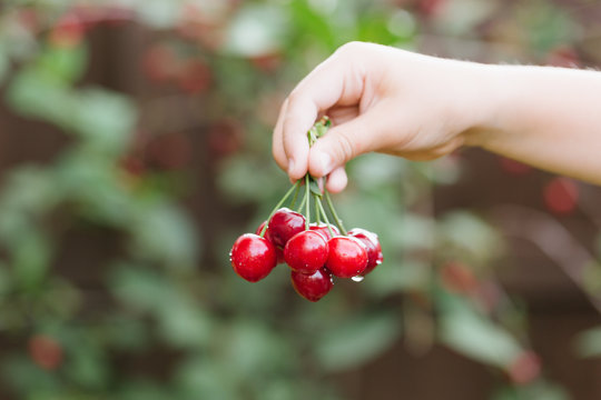 Horizontal shot with copy space of child's hand with bunch of cherries