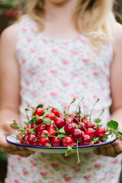 Girl in floral top holding plate of picked cherries