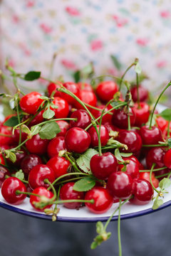 Girl holding a plate of morello cherries