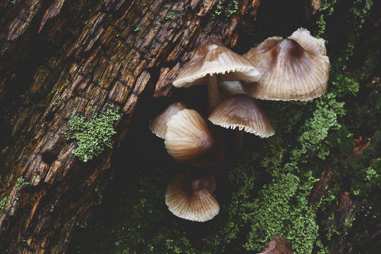 Fungi Mycena fagetorum, growing on tree bark. Norfolk, UK.