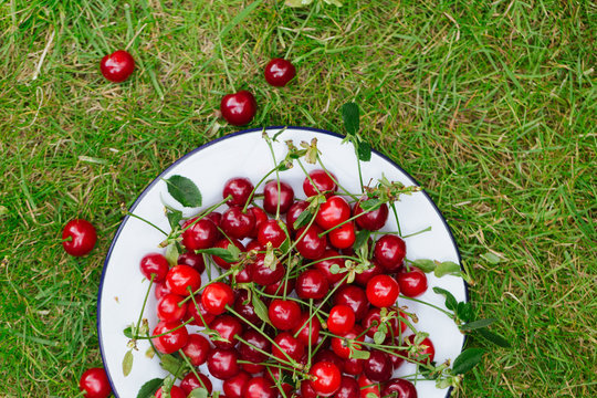 Plate with scattered cherries on grass, overhead