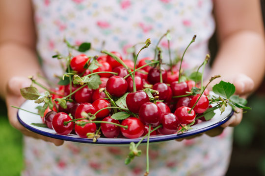 Horizontal shot of girl holding a plate of freshly picked cherries