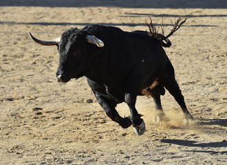 bull