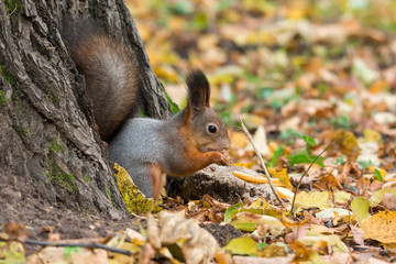 squirrel on a branch