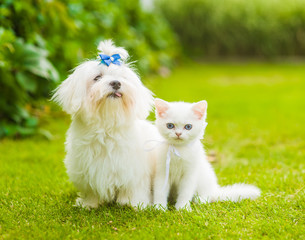 Maltese puppy and chinchilla cat sitting together on green grass